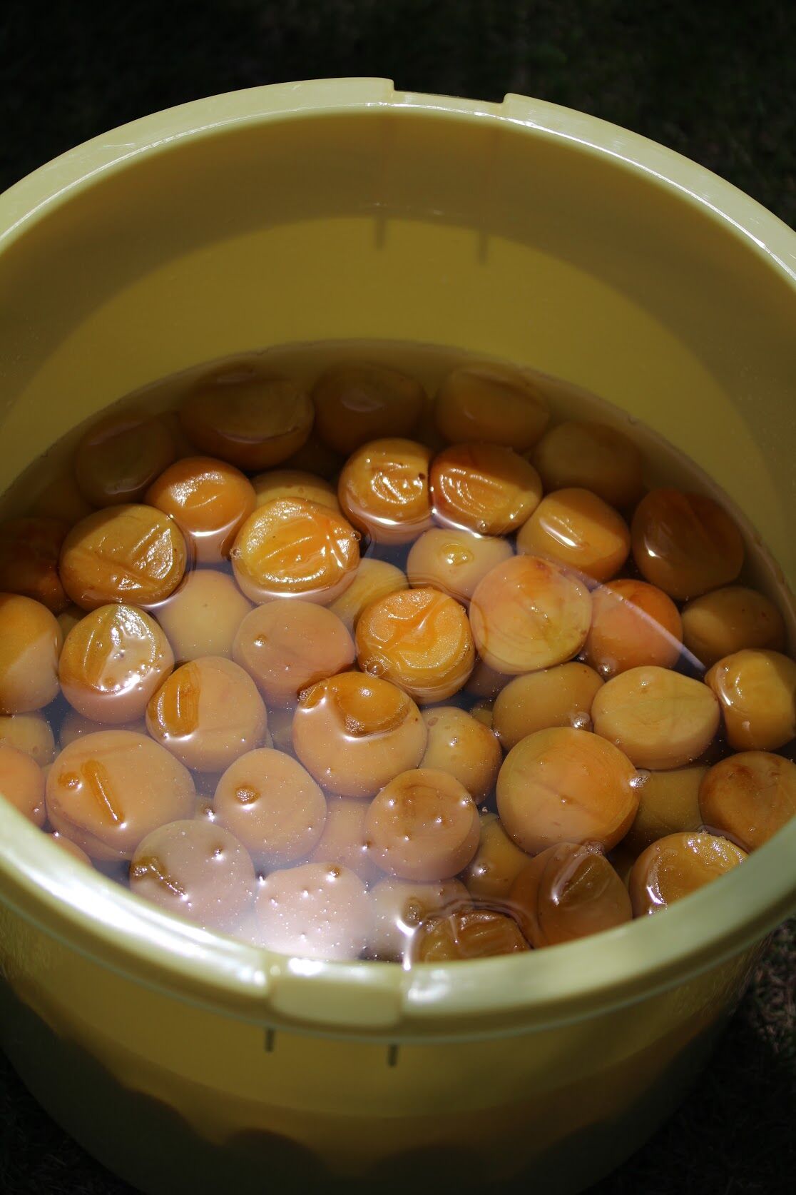 十郎梅の白梅干 プラパック入り | むめや