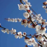 むめつながり　《午前クラス》