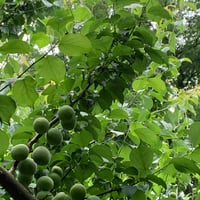 むめつながり　《午後クラス》