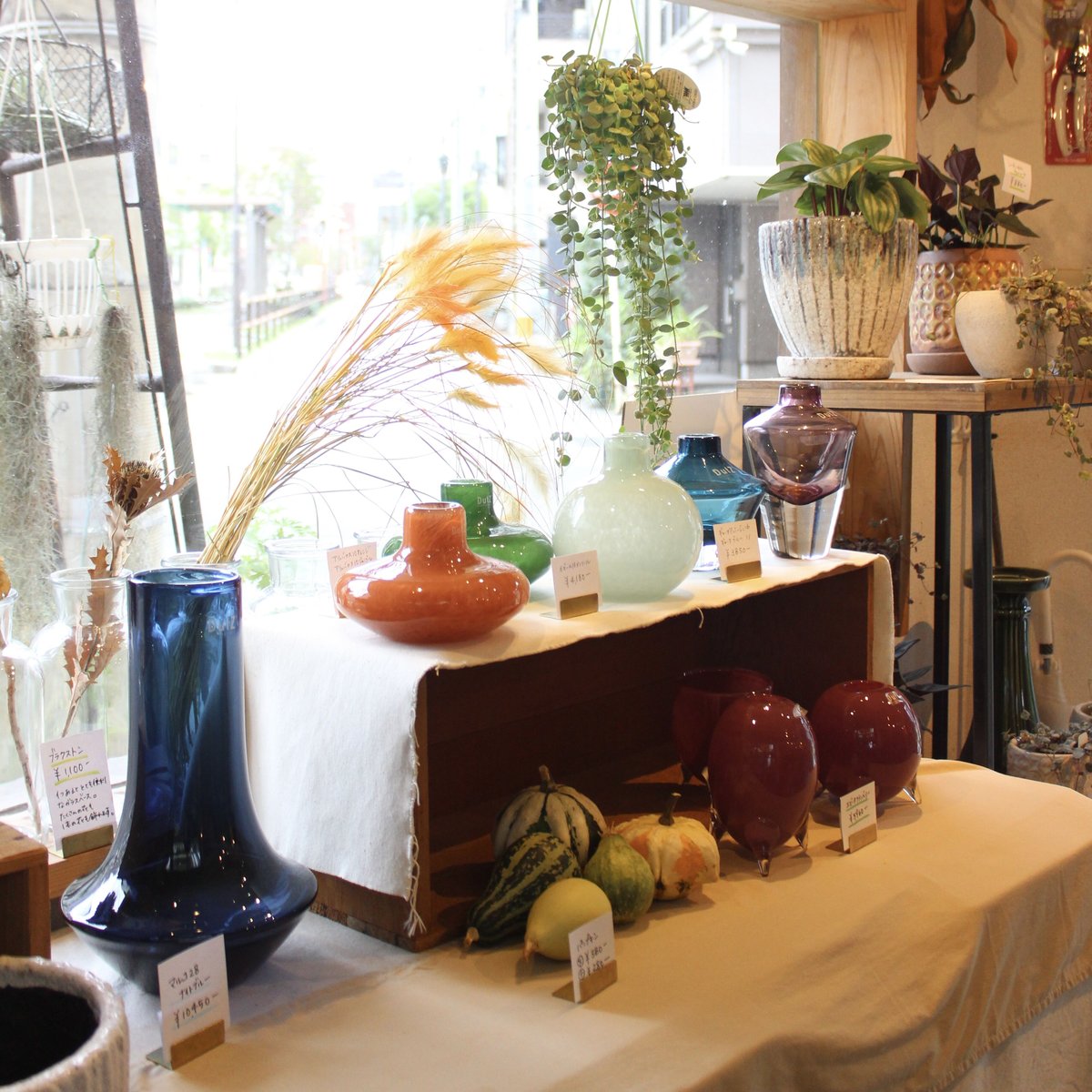 アリュバロス10 オレンジ | FLOWER & PLANTS Nelke