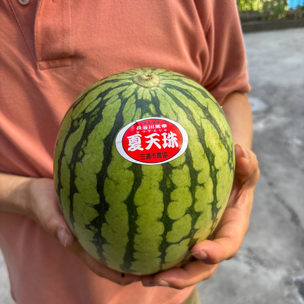 スイカ 港北区・都筑区・中原区・高津区限定宅配】/ 三浦市内産・小玉スイカ