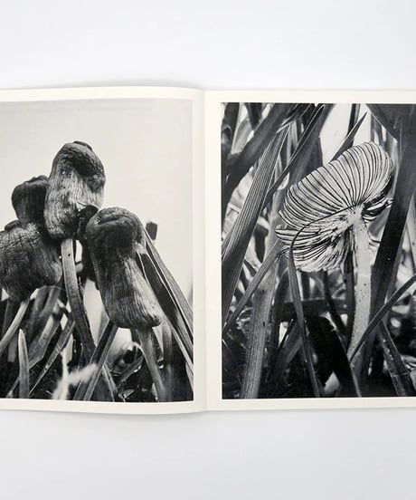 FRUITING BODIES｜Ying Ang