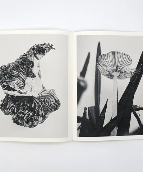 FRUITING BODIES｜Ying Ang