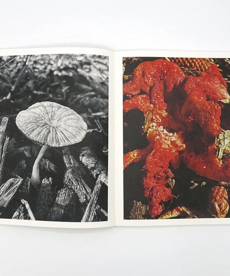 FRUITING BODIES｜Ying Ang