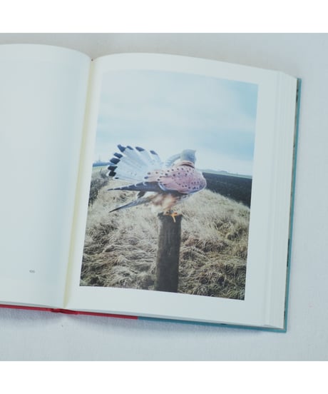 The Pillar｜Stephen Gill