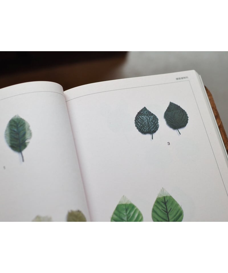 Anthropophyta 人工植物門 / 本多沙映 | button