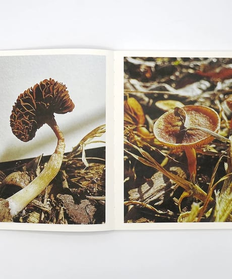 FRUITING BODIES｜Ying Ang