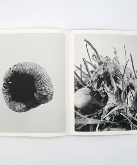 FRUITING BODIES｜Ying Ang