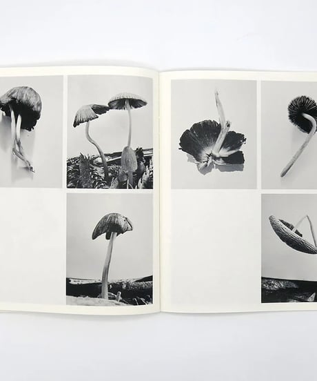 FRUITING BODIES｜Ying Ang