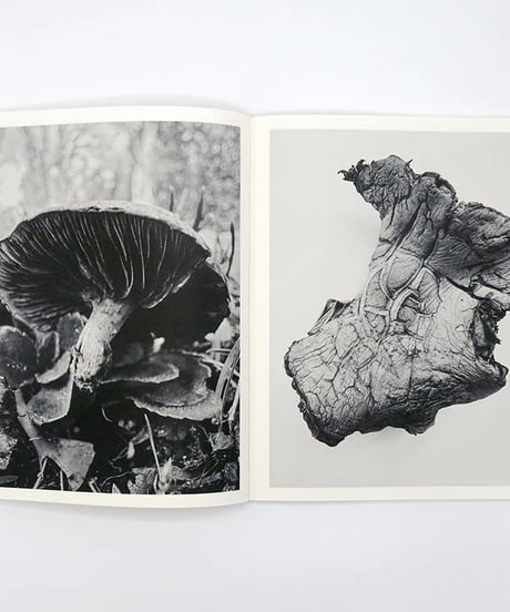 FRUITING BODIES｜Ying Ang