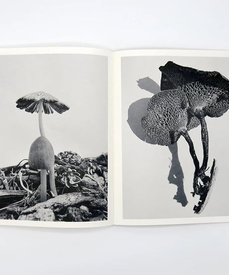 FRUITING BODIES｜Ying Ang