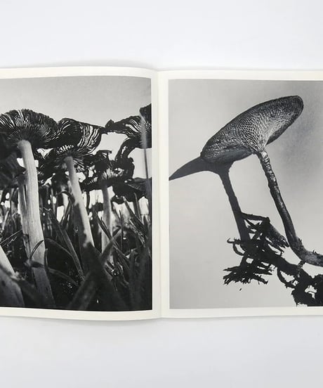 FRUITING BODIES｜Ying Ang