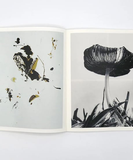 FRUITING BODIES｜Ying Ang