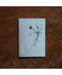 ideallife with plants 15号 たんぽぽ