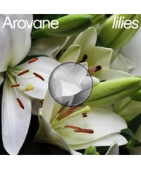 【LP】 Lilies [2023 Remaster]｜Arovane