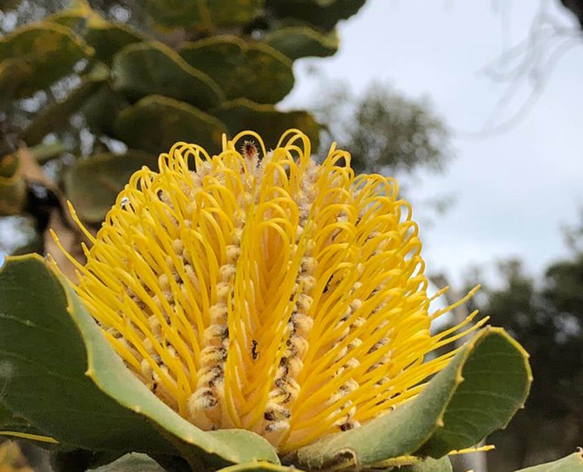 【残りわずか】ELIXIR Dryandra オーストラリアの蜂蜜380g✖️2本 ドライアンドラ Dryandra -ELIXIR-380g | natural selection