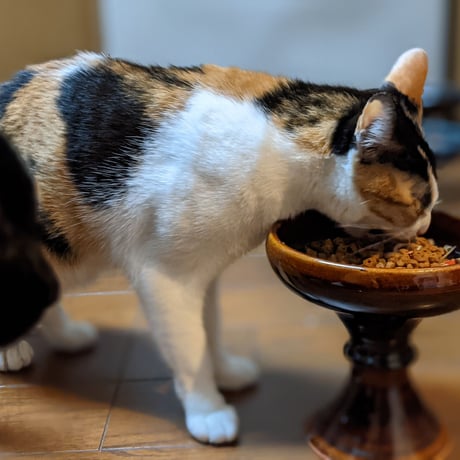 キャットボウル　呉須　（03）