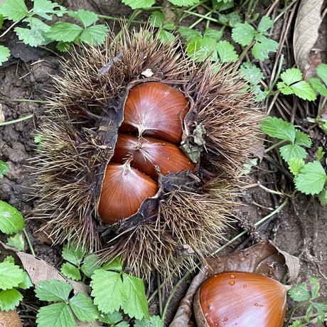 オーガニック🌿栗1kg【中〜小サイズ】