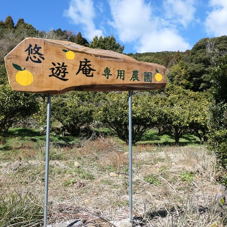 【甘味しるこや悠遊庵】ニューサマーオレンジジュレ４本入・ニューサマーオレンジゼリーdeシャーベット８本×１箱