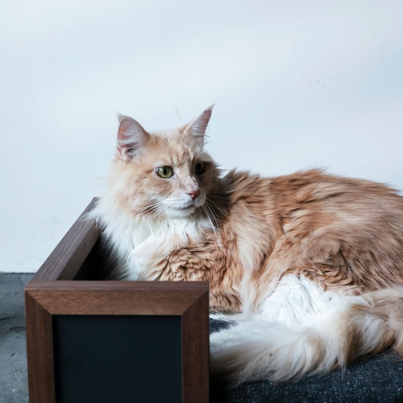 NY BED / pet bed ［ウォールナット］ | & CAT | ONLINE