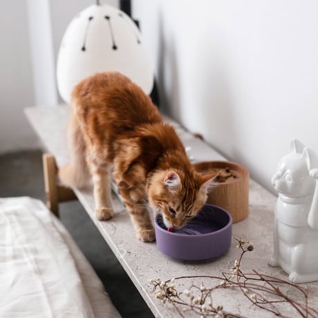 HM BOWL / water bowl ［ 菖蒲 -ayame- ］