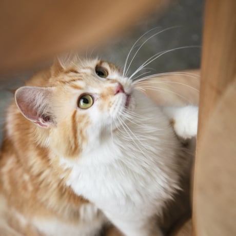 KINOBORI / cat tower