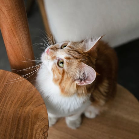 KINOBORI / cat tower