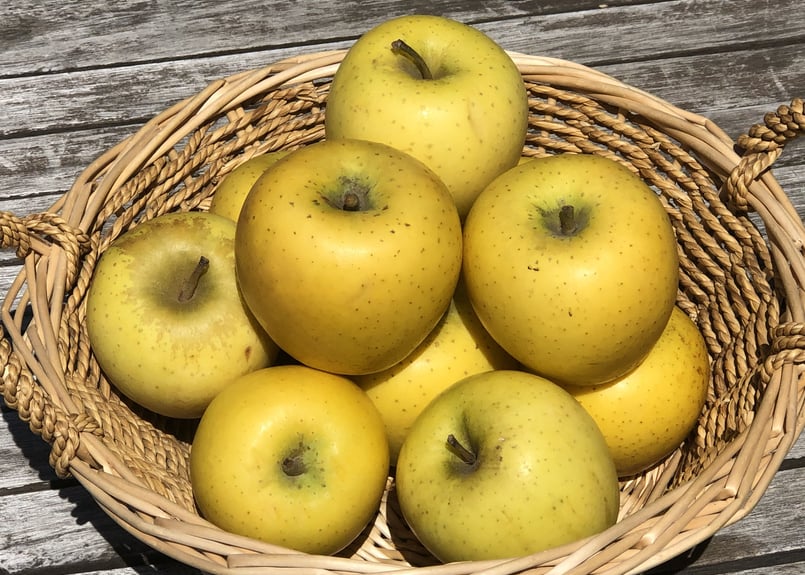 シャキシャキの信州りんご シナノゴールド10㎏ 28～40玉入【送料