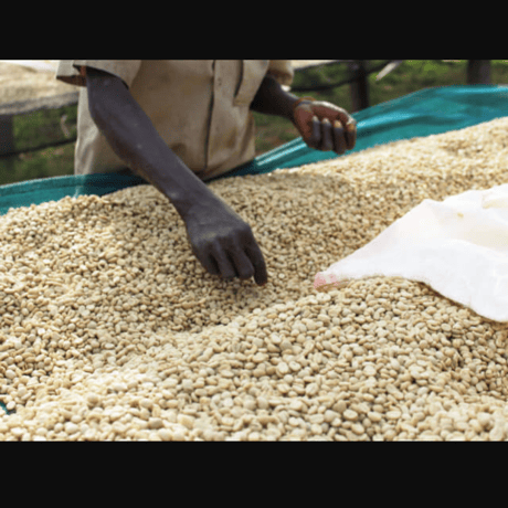 ブルンジ🇧🇮ネンバ　コーヒーウォッシングステーション200g