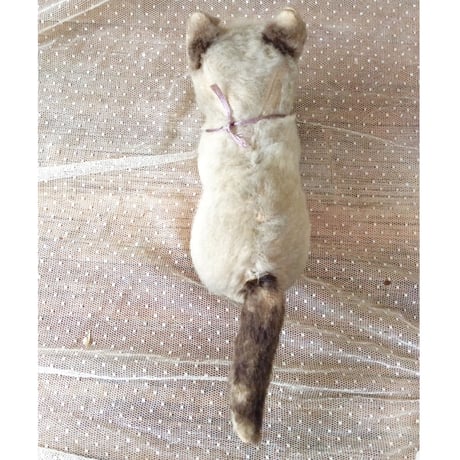 ちょっと機嫌悪そうなシャム猫