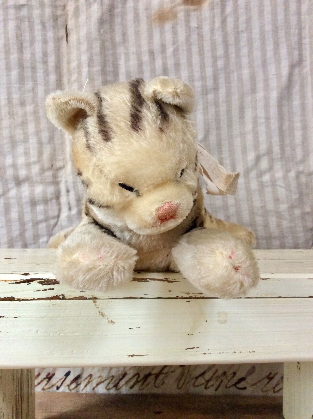 シュタイフ社 floppy kitty | sputnikplus online shop
