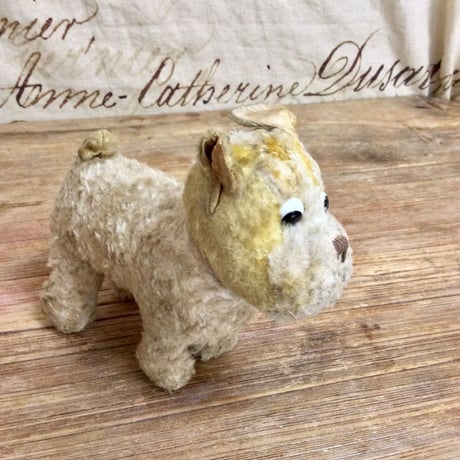フランスギョロメ犬