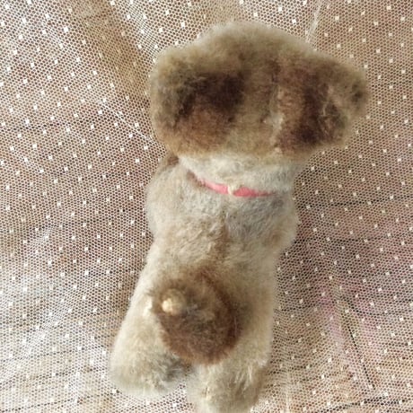 フレンチシャム猫ちゃん
