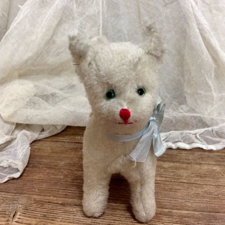白いネコ