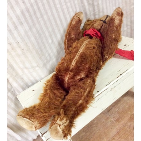 鼻無し？フランスベア
