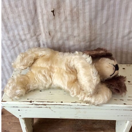 シュタイフ社  floppy cockie 大きめのコ