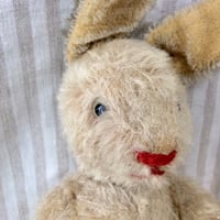ウィーンのテディラビット