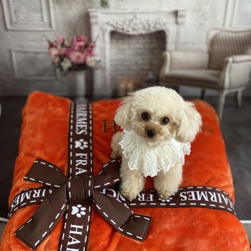 Dog Diggin Designs CHEWNEL パロディベッド　セレブ犬 Dog Diggin Designs CHEWNEL パロディベッドセレブ犬