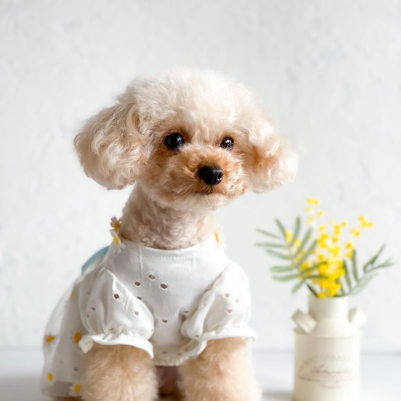 予約商品 約4週間でお届け予定】マーガレットワンピース | 犬