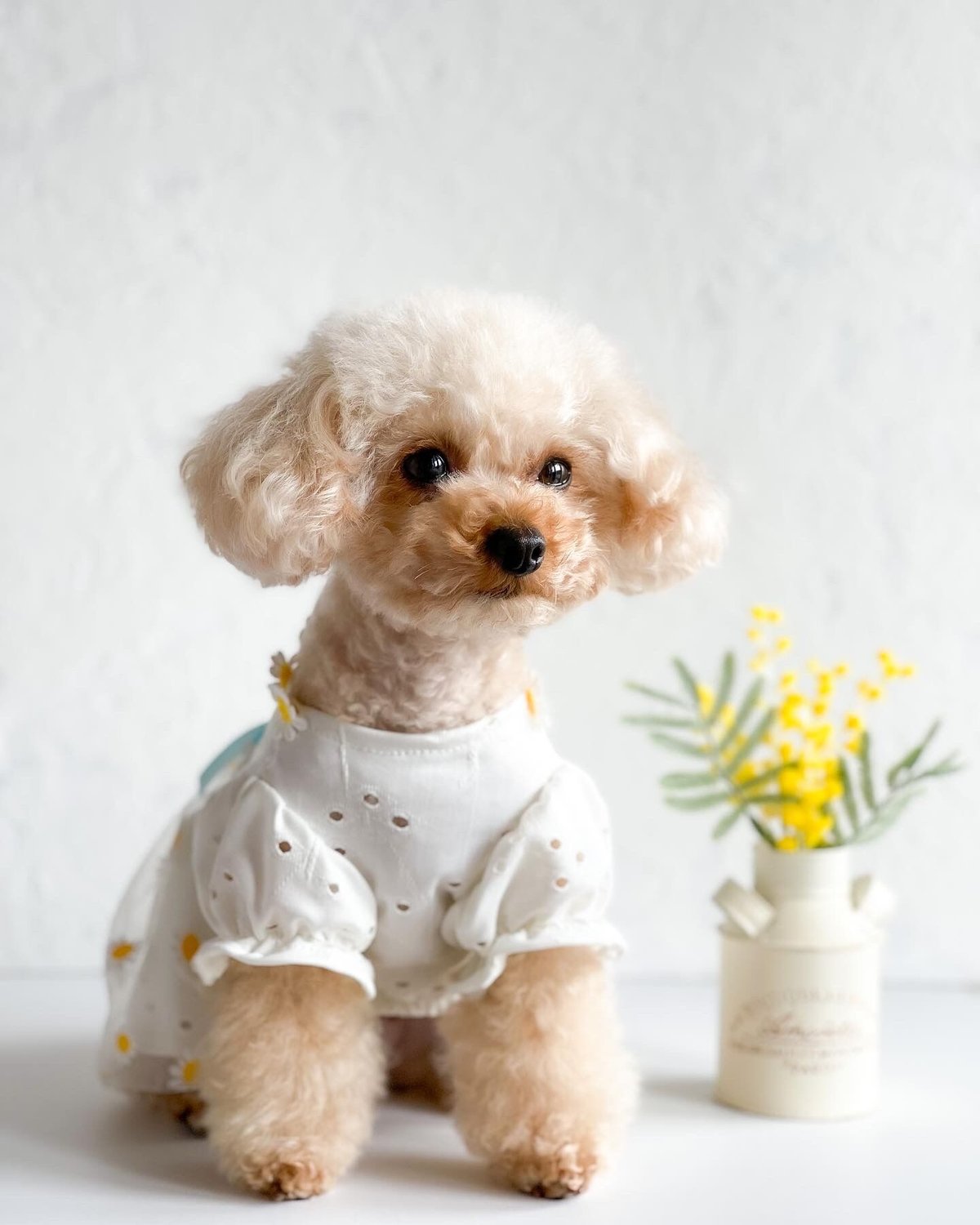 予約商品 約4週間でお届け予定】マーガレットワンピース | 犬用品 