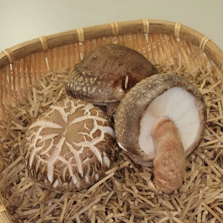 たじまのきのこセット　新鮮きのこ5種類　※送料無料（北海道・沖縄・離島を除く）