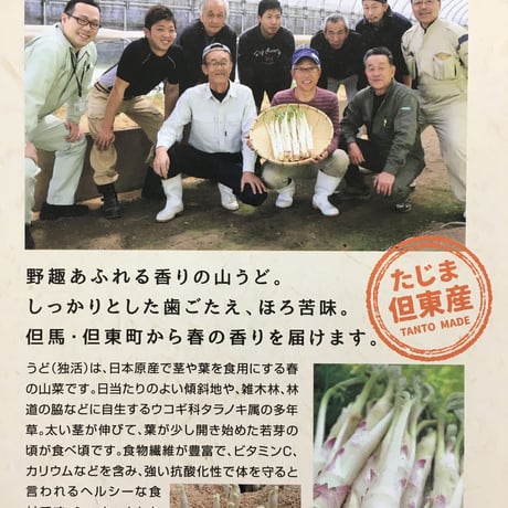 ☆春の香り☆山うど　1kg（3～5本）入り【2023年3月17日（金）以降順次発送します】　※送料無料（北海道・沖縄・離島を除く）