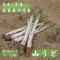 ☆春の香り☆山うど　2kg（8～14本）入り【2023年3月17日（金）以降順次発送します】　※送料無料（北海道・沖縄・離島を除く）