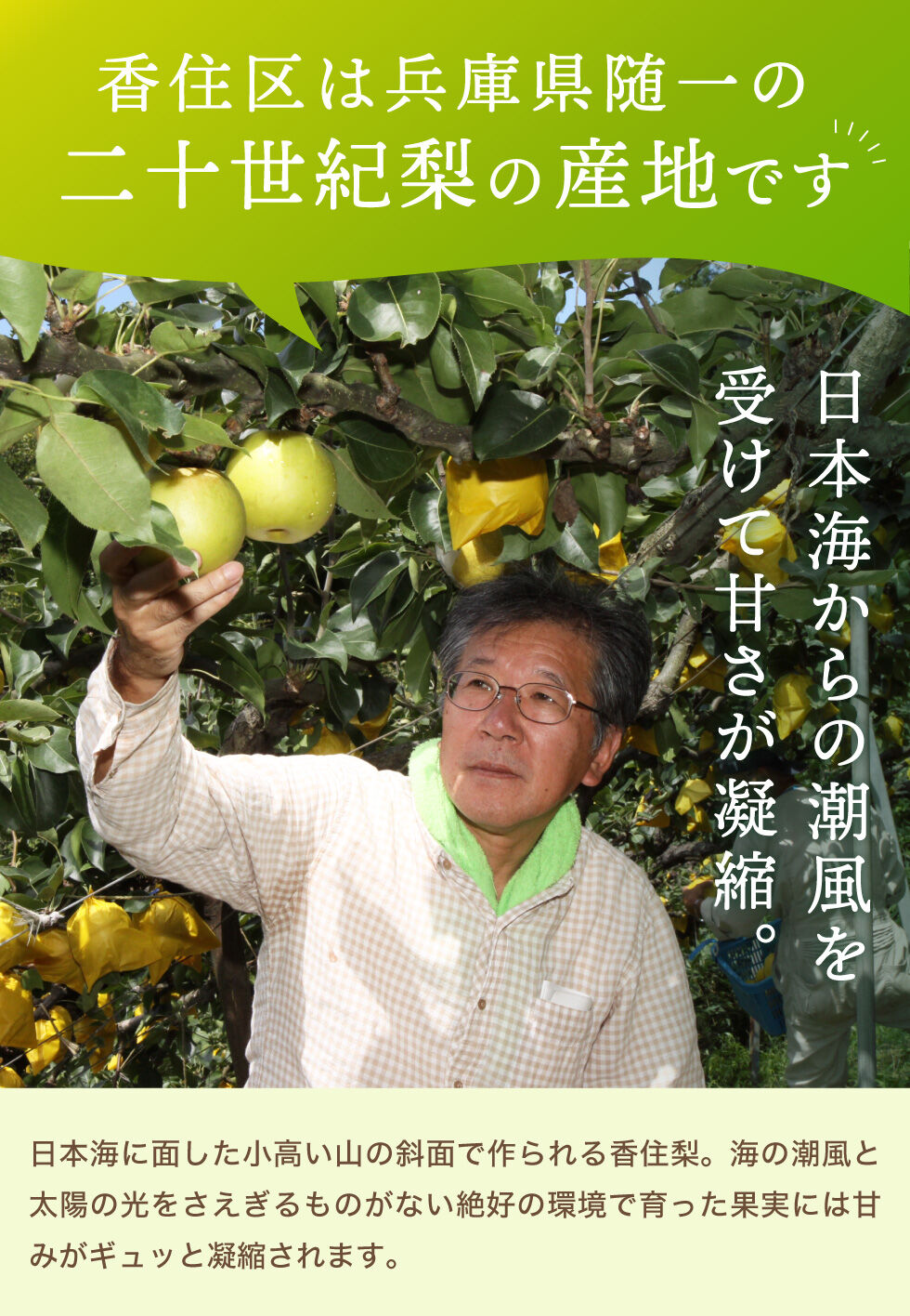 優品・ご家庭用】令和5年産 香住梨 二十世紀 約10kg（L～4L:24