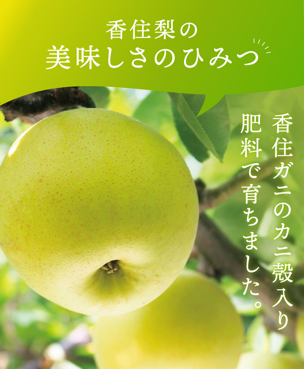 優品・ご家庭用】令和5年産 香住梨 二十世紀 約10kg（L～4L:24～36玉