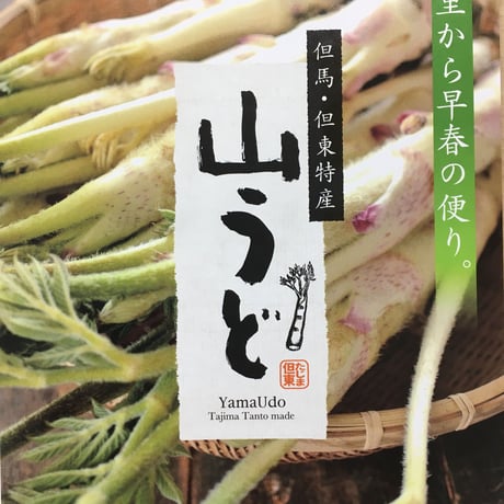 ☆春の香り☆山うど　1kg（3～5本）入り【2023年3月17日（金）以降順次発送します】　※送料無料（北海道・沖縄・離島を除く）