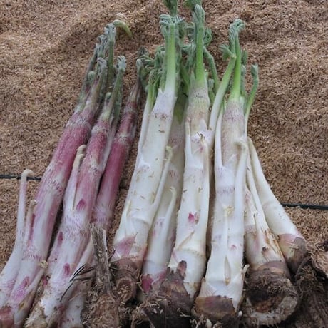 ☆春の香り☆山うど　1kg（3～5本）入り【2023年3月17日（金）以降順次発送します】　※送料無料（北海道・沖縄・離島を除く）