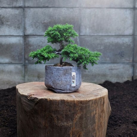 ルーツポーチ　植木鉢    joey