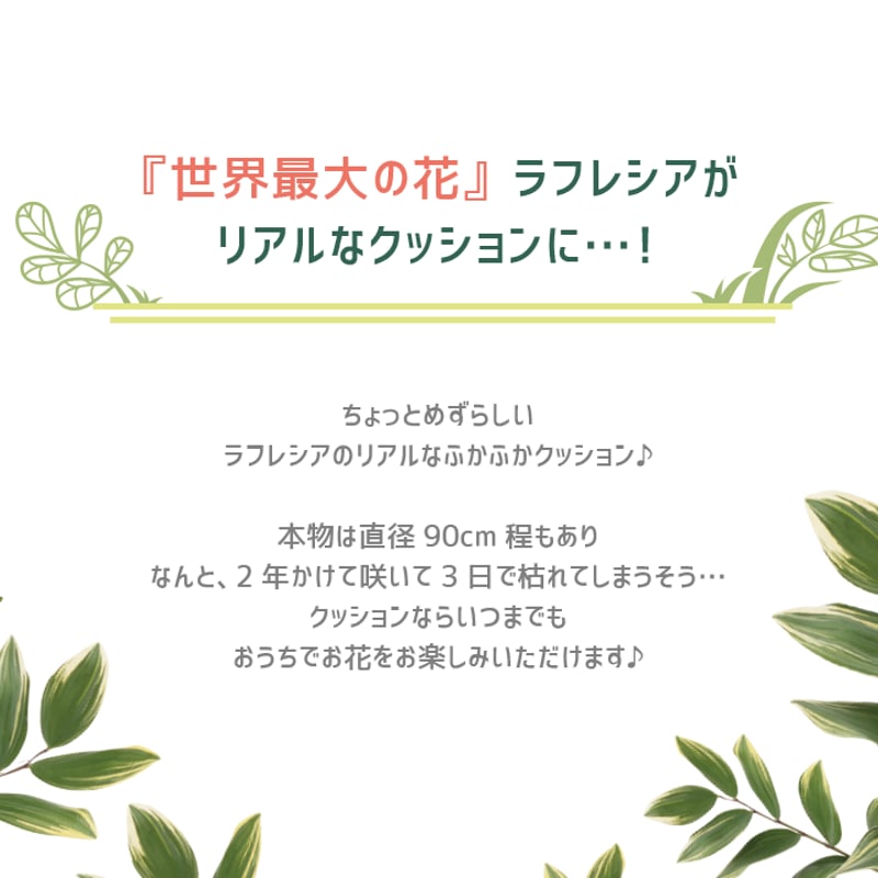 ラフレシア クッション ( 大 ) | CHICO's STORE ラフレシア クッション ( 大 ) | CHICO's STORE