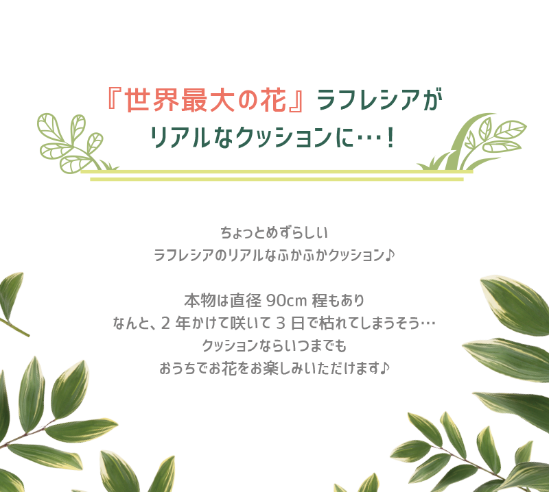 ラフレシア クッション ( 大 ) | CHICO's STORE